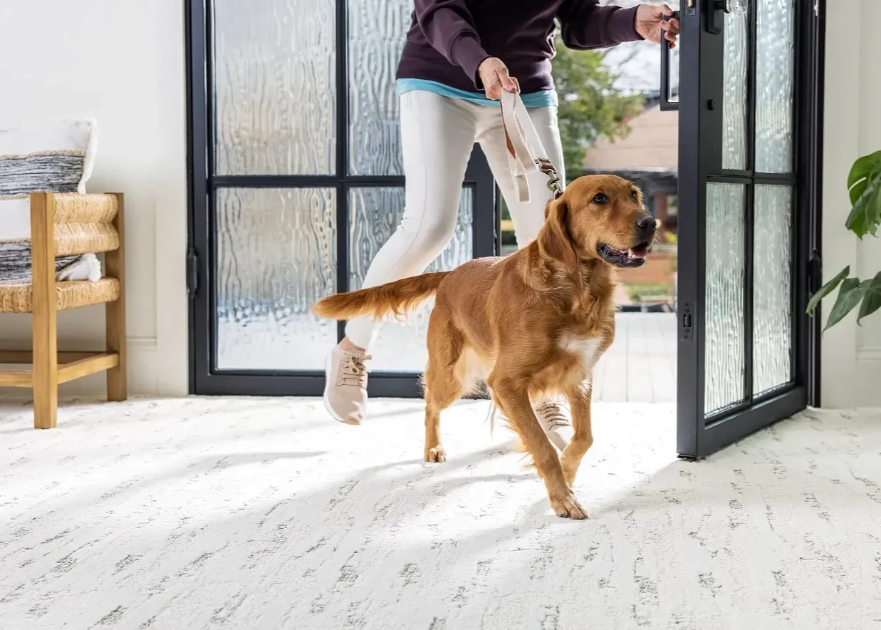 blue backing carpet - Eastman’s Carpets & Flooring